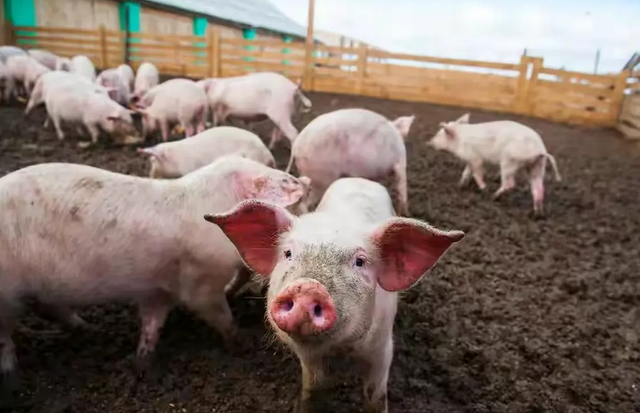某猪企被罚981万！养猪污染不可大意，碳排放也成为重要方向