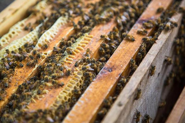 中华蜜蜂养殖技术
