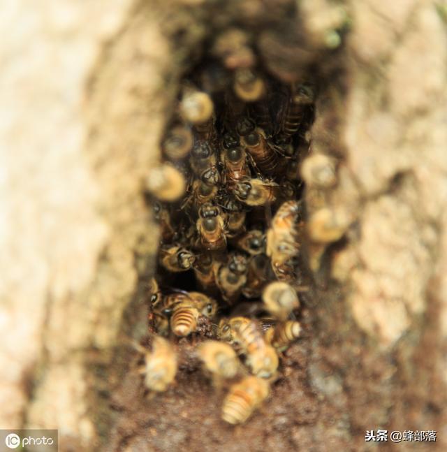 农村土地里发现的野蜂群，怎样养殖？这2种方式都适合