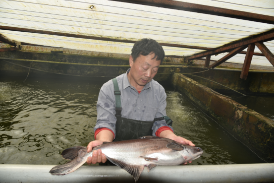 邯郸有个田园观赏鱼养殖厂 大棚里养殖着淡水鲨鱼