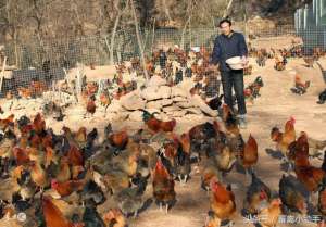 徐州蛋鸡养殖场(未来散养蛋鸡发展趋势及应对措施)