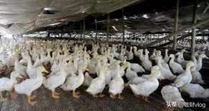 鸭子养殖加盟提供鸭苗(农村速成鸭养殖户，为什么与全村，村民作对)