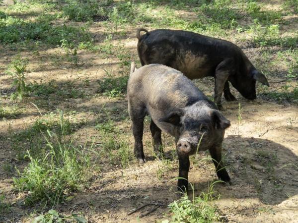 陕西清涧：数字化养殖新模式助力黑毛土猪肉“热卖”