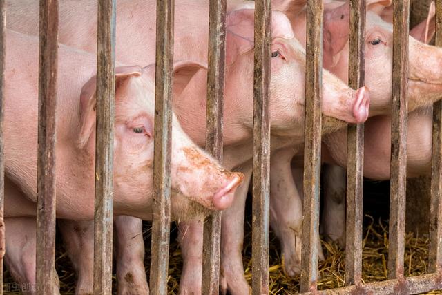 益生菌在养猪生产中的妙用，用对了猪场收益提高百分之50