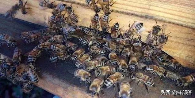 山蜂总是来吃家蜂蜂蜜怎么办？利用好了，山蜂也能变家蜂