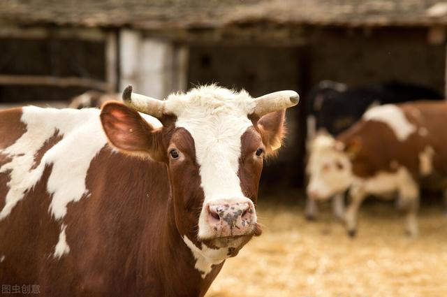 西门塔尔牛关键养殖技术，你知道几个？