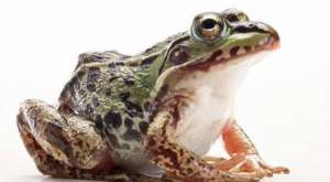 牛蛙苗养殖(天气转暖，牛蛙养殖户又开始忙碌，养牛蛙前景如何，能赚钱吗？)