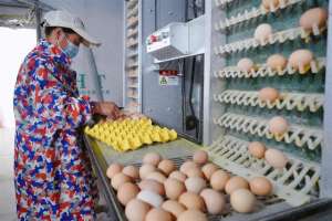5000只蛋鸡养殖场(一万五千只鸡两人管 全自动鸡场“啄”开致富门)