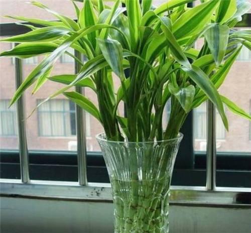 水培也有新花样？百合竹、朱蕉找个盆插水里，一点不输富贵竹！