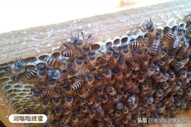 郴州蜂业中华蜂养殖技术：种蜂合群操作方法（视频）
