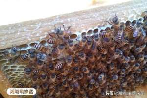 养殖中华蜜蜂视频下
