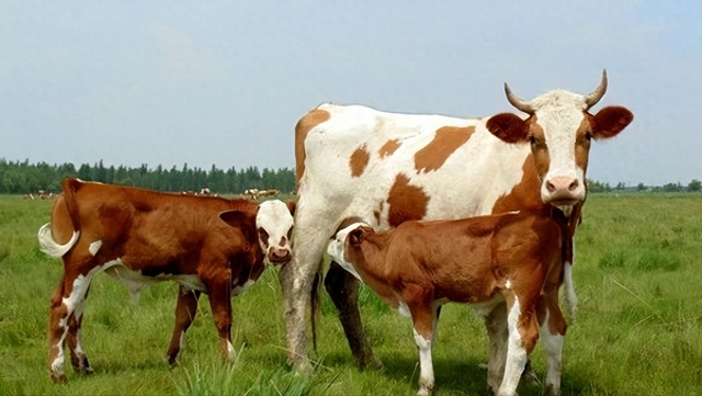 如何判断母牛的繁殖力好不好？看这7个数据