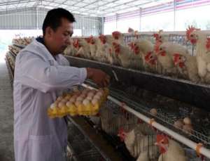 中国养殖图片(80后村民回乡饲养蛋鸡，“生下”致富经，带领乡亲致富)