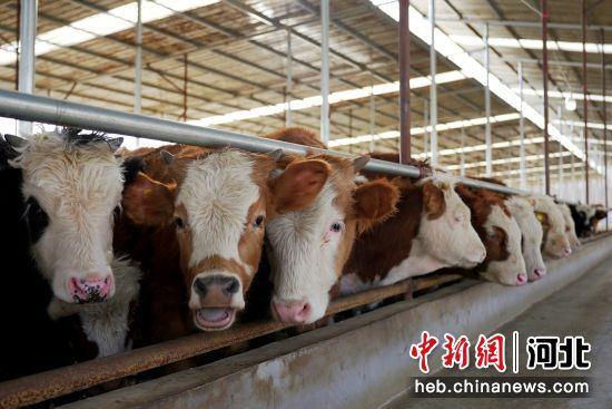 河北孟村发展肉牛养殖 “畜”势助农增收