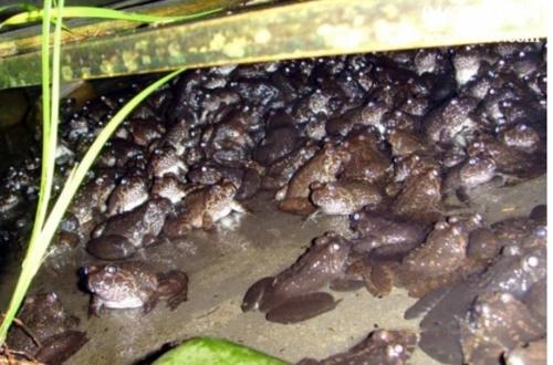 棘胸蛙人工养殖技术，及胚胎发育与蝌蚪饲养