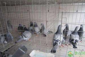 笼养肉鸽的养殖方法(鸽子养殖场如何建舍？鸽子疾病防治怎么处理？)