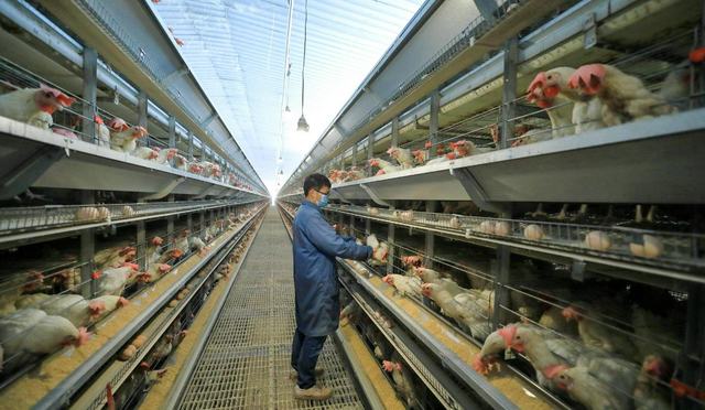投资一个存栏30万只蛋鸡的养殖场，究竟需要多少资金呢？