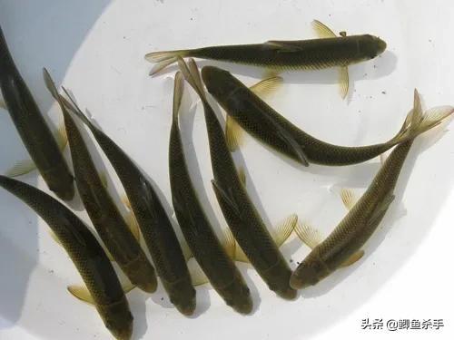泰山的“遗产”：古代皇家贡品赤鳞鱼，如今淡水中的“黑马”？