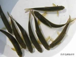 赤鳞鱼养殖(泰山的“遗产”：古代皇家贡品赤鳞鱼，如今淡水中的“黑马”？)