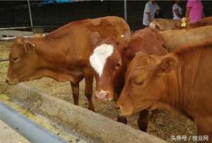 马养殖技术(教你如何高效养牛   肉牛高效养殖技术和方法)