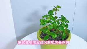 绣球花的养殖视频(看