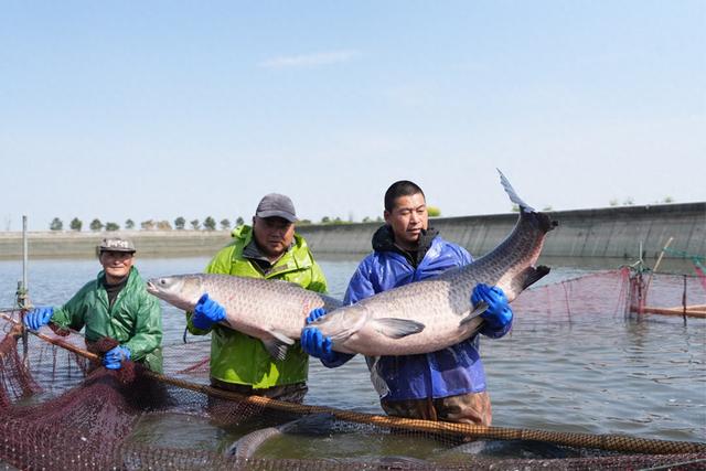 67.2斤，嘉兴秀洲青鱼创“浙江农业之最”新纪录
