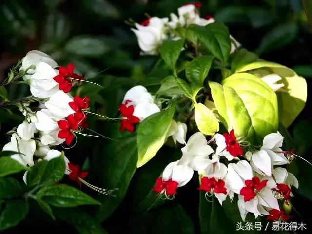 春季盆栽推荐：龙吐珠的鉴赏与养护