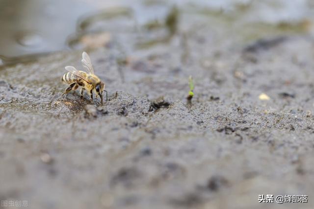 夏季高温别只顾着给蜜蜂补充营养，喂水也很重要，3大喂法早了解