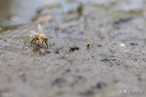 蜜蜂夏季养殖(夏季高温别只顾着给蜜蜂补充营养，喂水也很重要，3大喂法早了解)