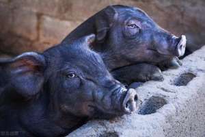 苏太母猪养殖视频(苏太母猪的2个优点和4个缺点)