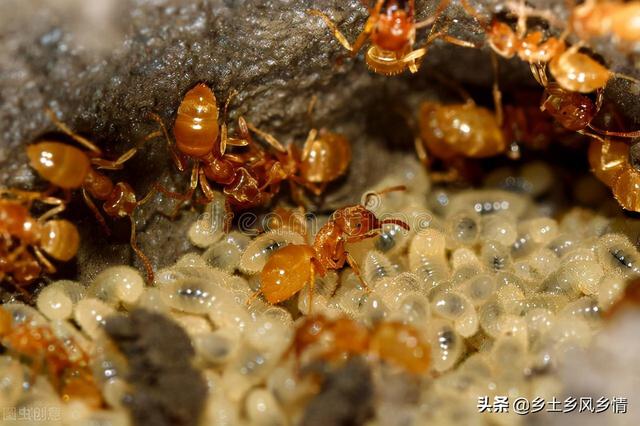 蚂蚁人工养殖技术