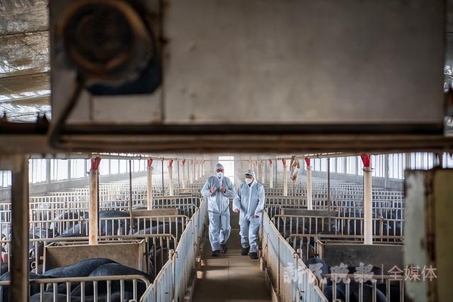 探访上海最大本土猪养殖场，崇明黑毛土猪又回来了