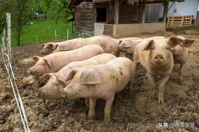 现在毛（活）猪价格多少钱一斤？7月猪价还会上涨吗？