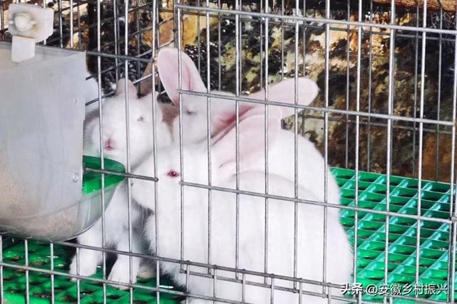 安徽灵璧：发展种兔养殖 助力乡村振兴