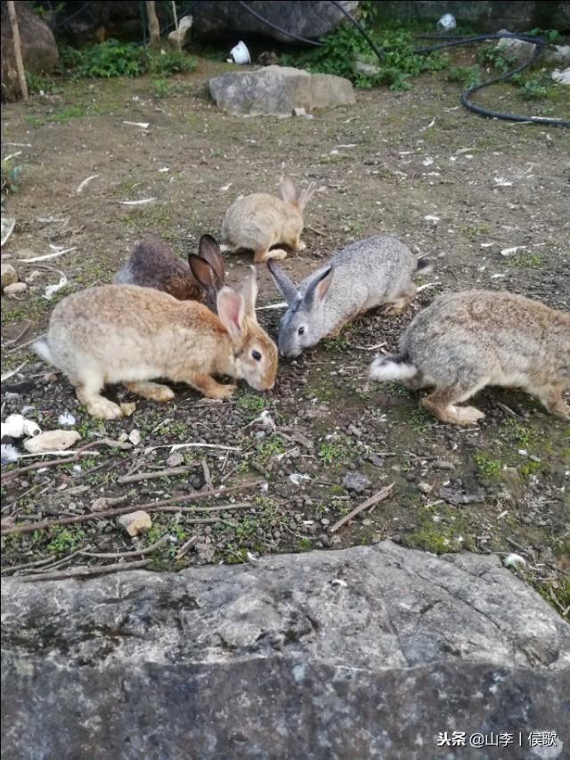 如何养殖出优质兔子，果园生态放养野兔的优缺点
