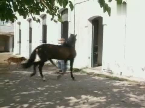 视频｜如何驯服一匹危险的种公马