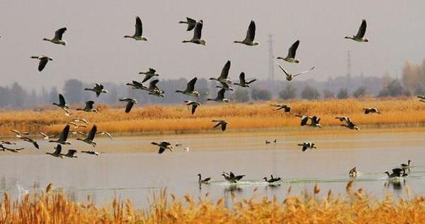 菏泽黄河滩现万雁齐飞壮景，10余万只大雁在此越冬，都是从哪来的