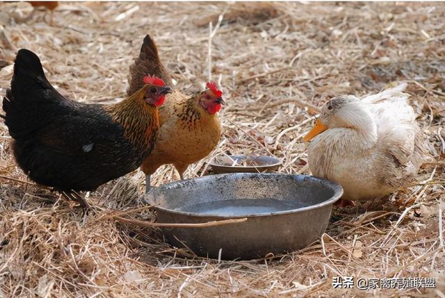 散养土鸡用这3个“土方法”，鸡长得快羽毛漂亮，产蛋还多