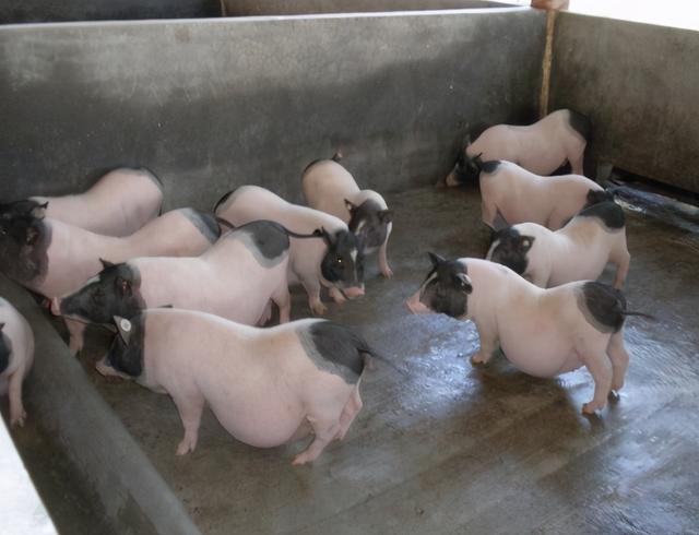 巴马香猪养殖技术