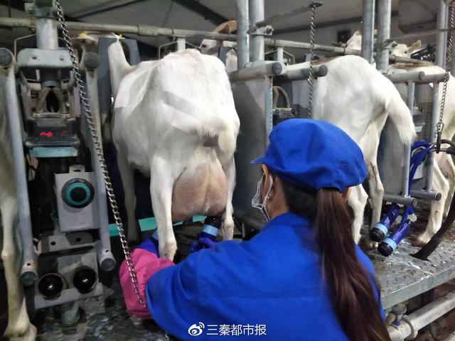 陕西绿能：亚洲最大规模奶山羊养殖基地