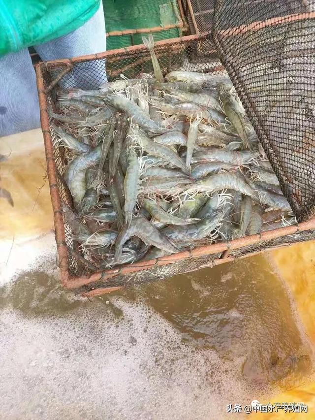 65天卖虾、成本仅8元，亩利润超万元，这个“短平快”的纯淡水对虾养殖模式，你感兴趣吗？