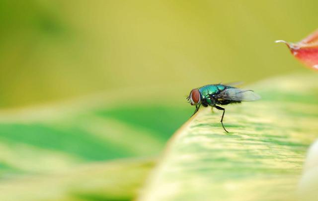 苍蝇在地球上到底有什么用？如果被人为灭绝会有什么严重后果吗？