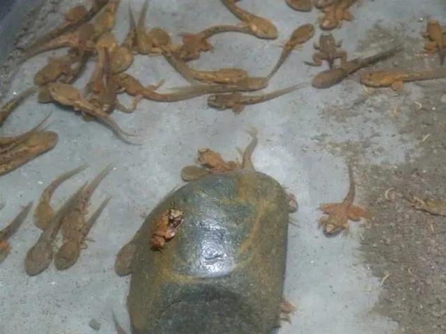 棘胸蛙人工养殖技术，及胚胎发育与蝌蚪饲养