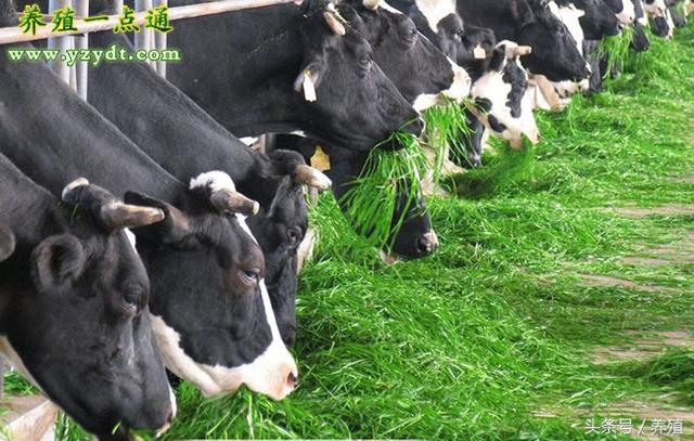 奶牛高产秋管需抓好四要点，从饲料到秋配，精心必高产