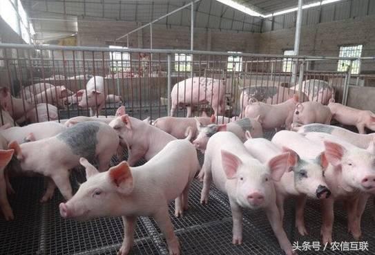 猪价又开始跌了！北京通州要清退所有低端散养户！