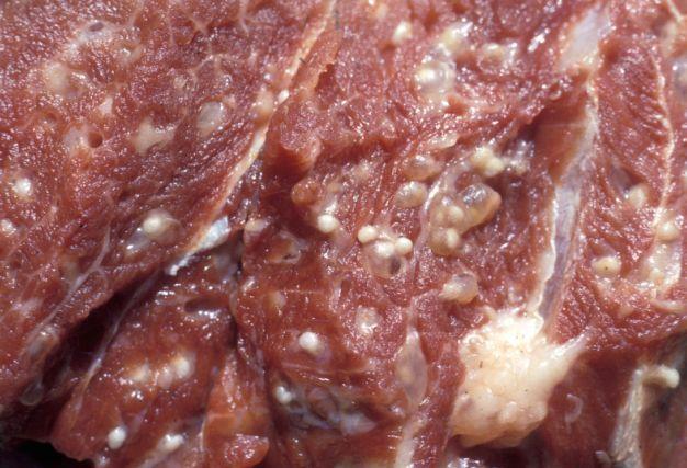“米猪”是怎么形成的？怎样防治猪囊虫病？