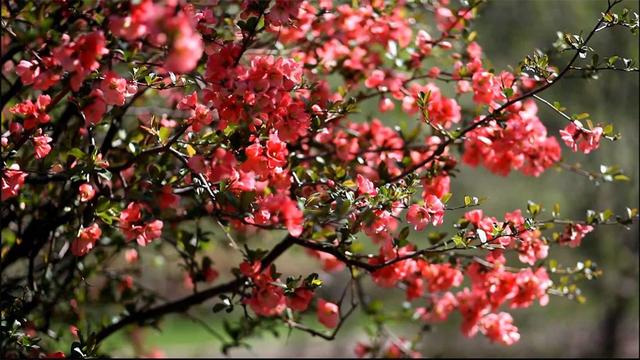 冬春时节特受欢迎的木本海棠，南北地区都能养，不管不顾也能长