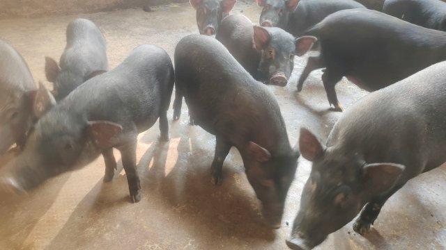 有一种叫云南的生活·一种“象”往的幸福｜云南勐腊：科技养殖冬瓜猪，助力乡村振兴发展