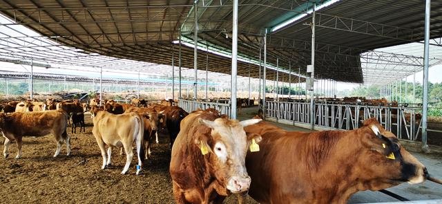 广西东兴：建标准化养殖场 发展特色肉牛养殖