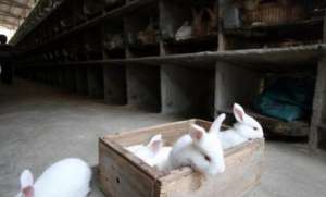 养殖肉兔的前景(“养殖肉兔”的前景怎么样？听完“过来人”的分析，明白了)